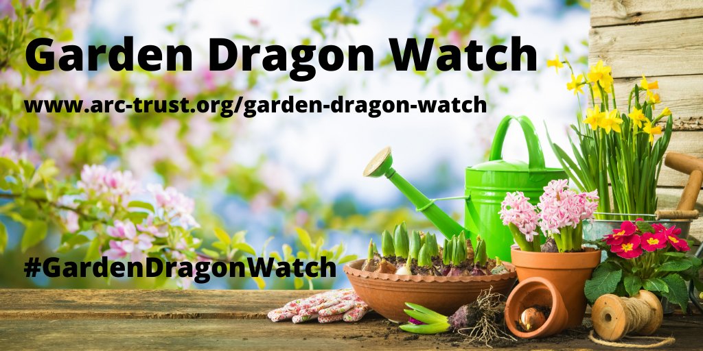 GARDEN DRAGON WATCH IS NOW LIVE! 🐍🐸🦎

How many of you are lucky enough to see frogs, toads, lizards or snakes in your gardens? @ARC_Bytes' new garden survey needs your help! butrfli.es/GardenDragonWa…

#GardenDragonWatch #Dragonsinyourgarden #Springwatch #wildlife