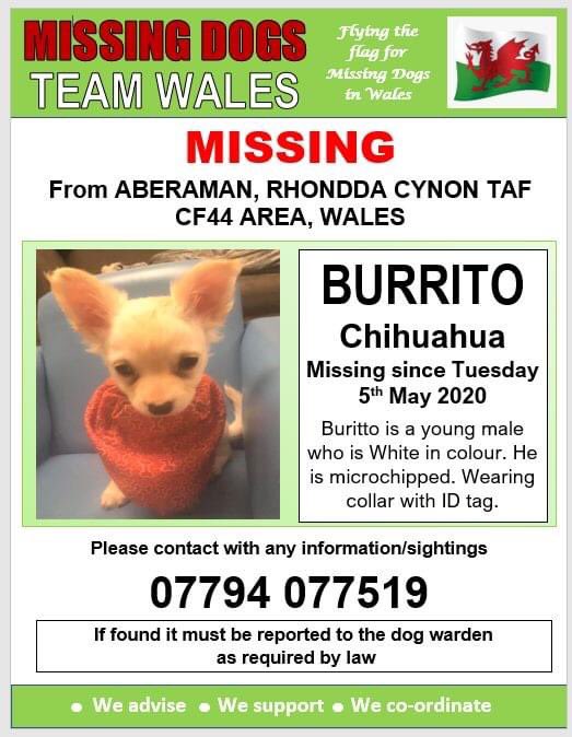 KarenFi51820768's tweet photo. ‼️URGENT, WEARING A COLLAR WITH ID TAG AND LEAD ATTACHED‼️
💥MISSING FROM ABERAMAN, RHONDDA CYNON TAF CF44 AREA WALES since TUESDAY, 5th MAY,2020 MICROCHIPPED. Please look out for this lovely boy. #Burrito @rosiedoc666 @MissingPetsGB @HunnyJax 
https://t.co/nYkrNxsHen https://t.co/XYtvIMRRDV