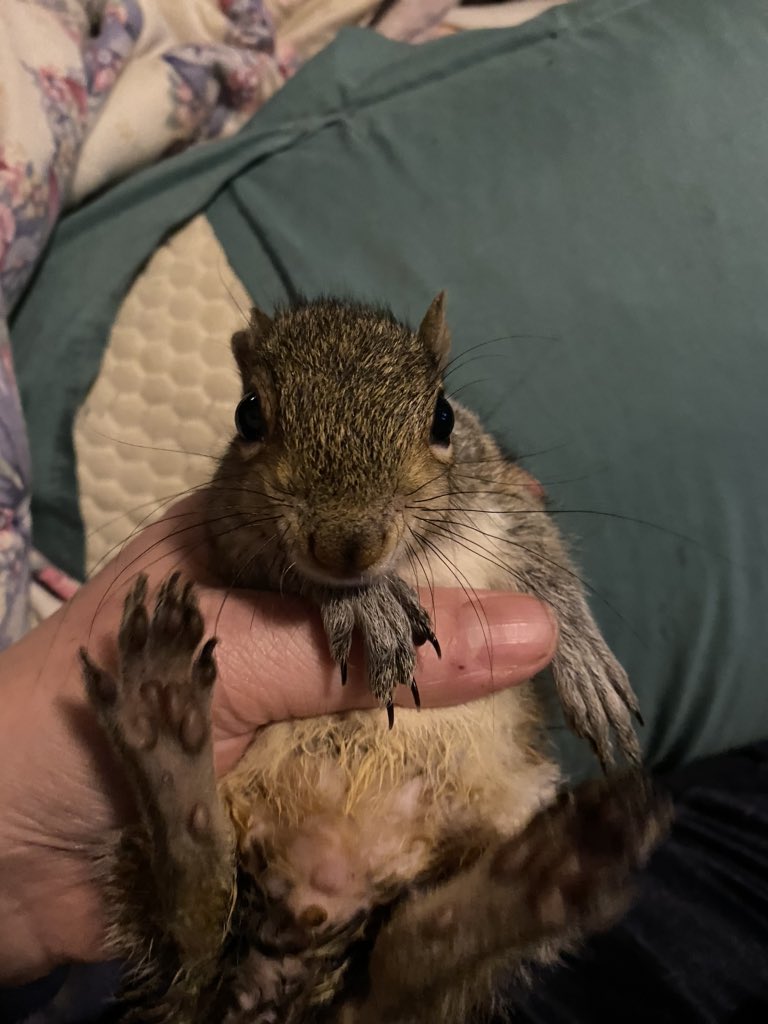 GustiRachel's tweet photo. Meet #CoviDrake (yep! See what I did there!) 😂 anyways Mother abandoned him never came back. He was really sick. So after continuous care and antibiotics, he is so much better! #squirrelsoftwitter #cutenessoverload #bekindalways https://t.co/ZAVF6gXnlA