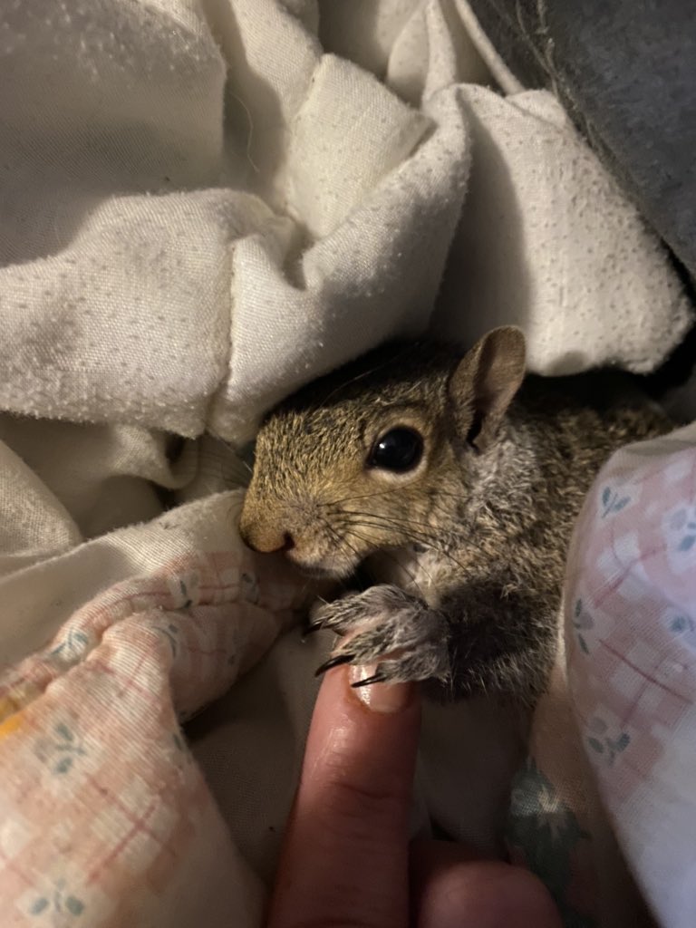 GustiRachel's tweet photo. Meet #CoviDrake (yep! See what I did there!) 😂 anyways Mother abandoned him never came back. He was really sick. So after continuous care and antibiotics, he is so much better! #squirrelsoftwitter #cutenessoverload #bekindalways https://t.co/ZAVF6gXnlA
