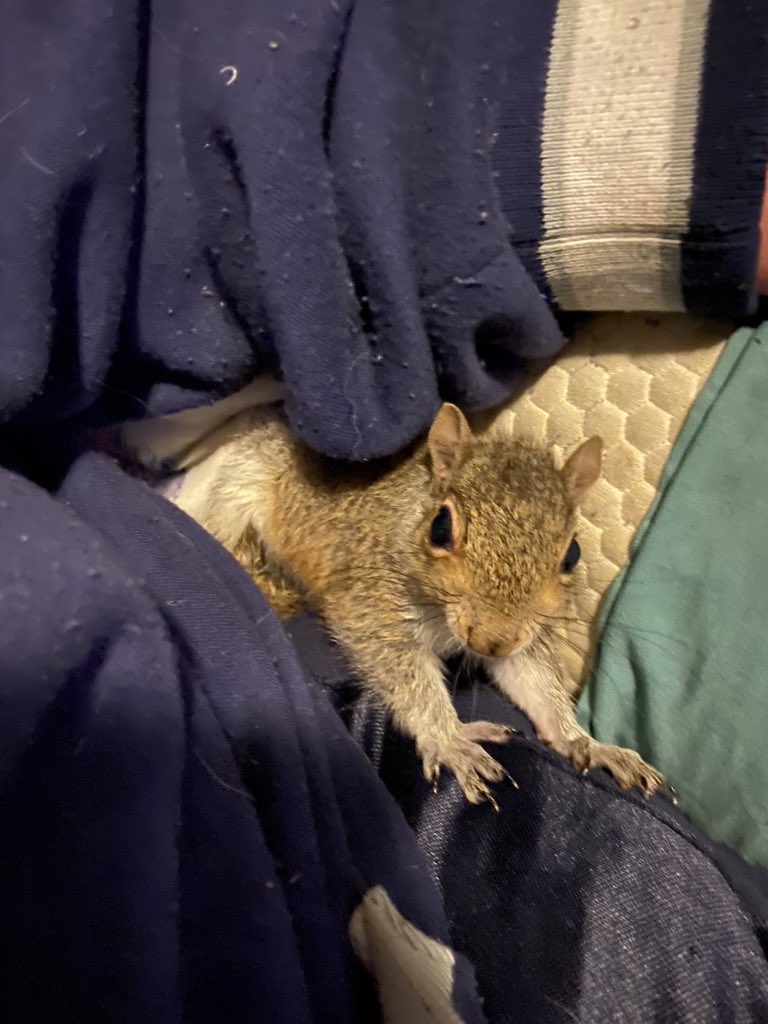 GustiRachel's tweet photo. Meet #CoviDrake (yep! See what I did there!) 😂 anyways Mother abandoned him never came back. He was really sick. So after continuous care and antibiotics, he is so much better! #squirrelsoftwitter #cutenessoverload #bekindalways https://t.co/ZAVF6gXnlA