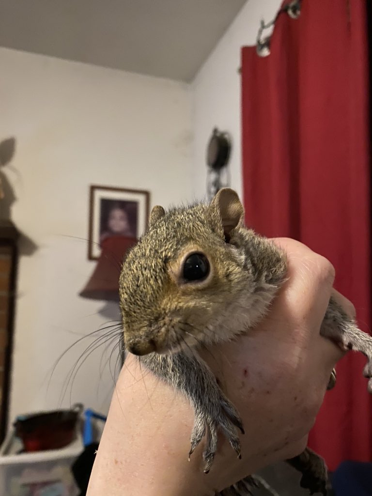 GustiRachel's tweet photo. Meet #CoviDrake (yep! See what I did there!) 😂 anyways Mother abandoned him never came back. He was really sick. So after continuous care and antibiotics, he is so much better! #squirrelsoftwitter #cutenessoverload #bekindalways https://t.co/ZAVF6gXnlA