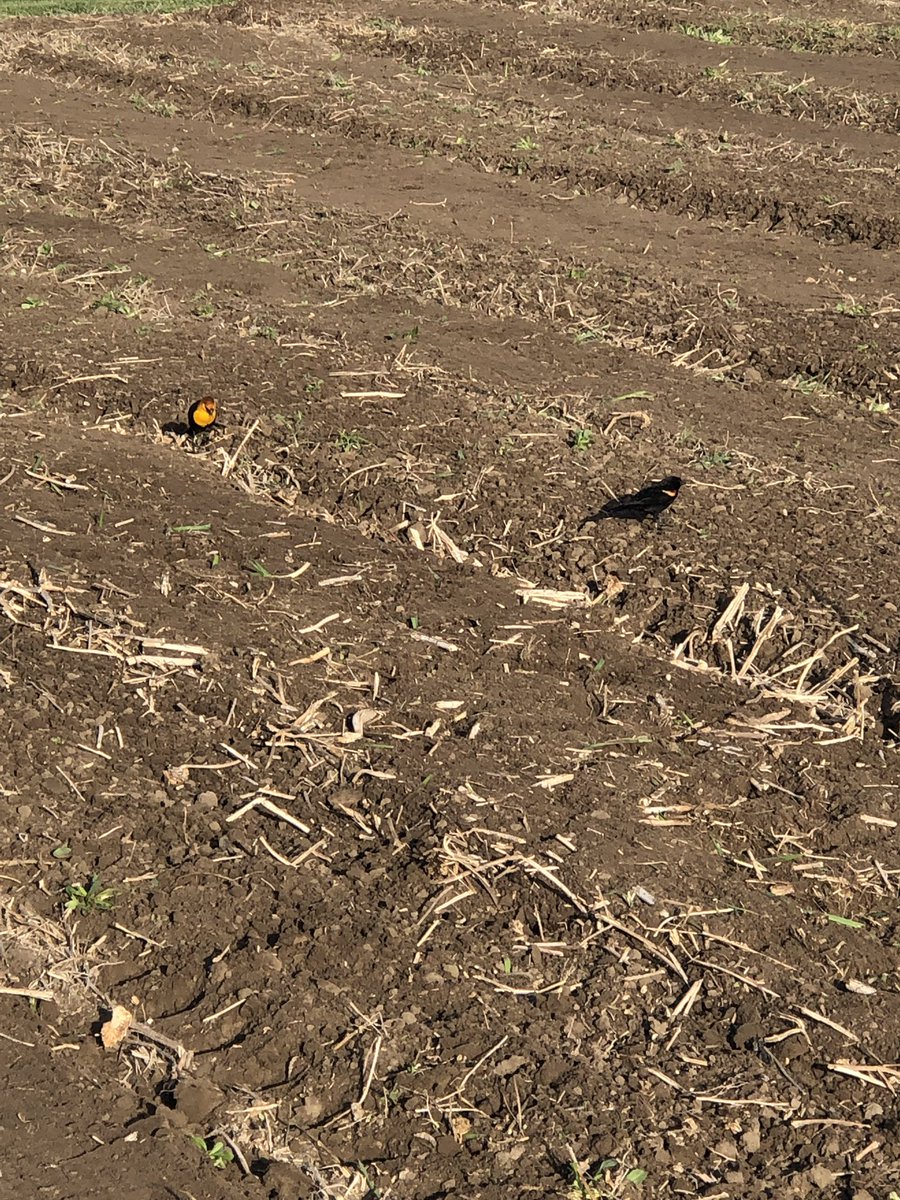 ForkInTheRowed's tweet photo. I haven’t seen these two before...with the yellow headed &amp; red winged blackbird, we are up to 22 types of different birds and counting. https://t.co/RWuWl0LY3O