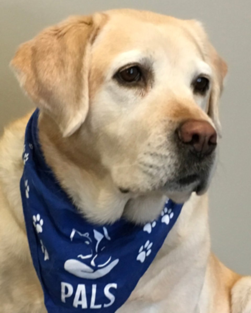 retired seeing eye dogs