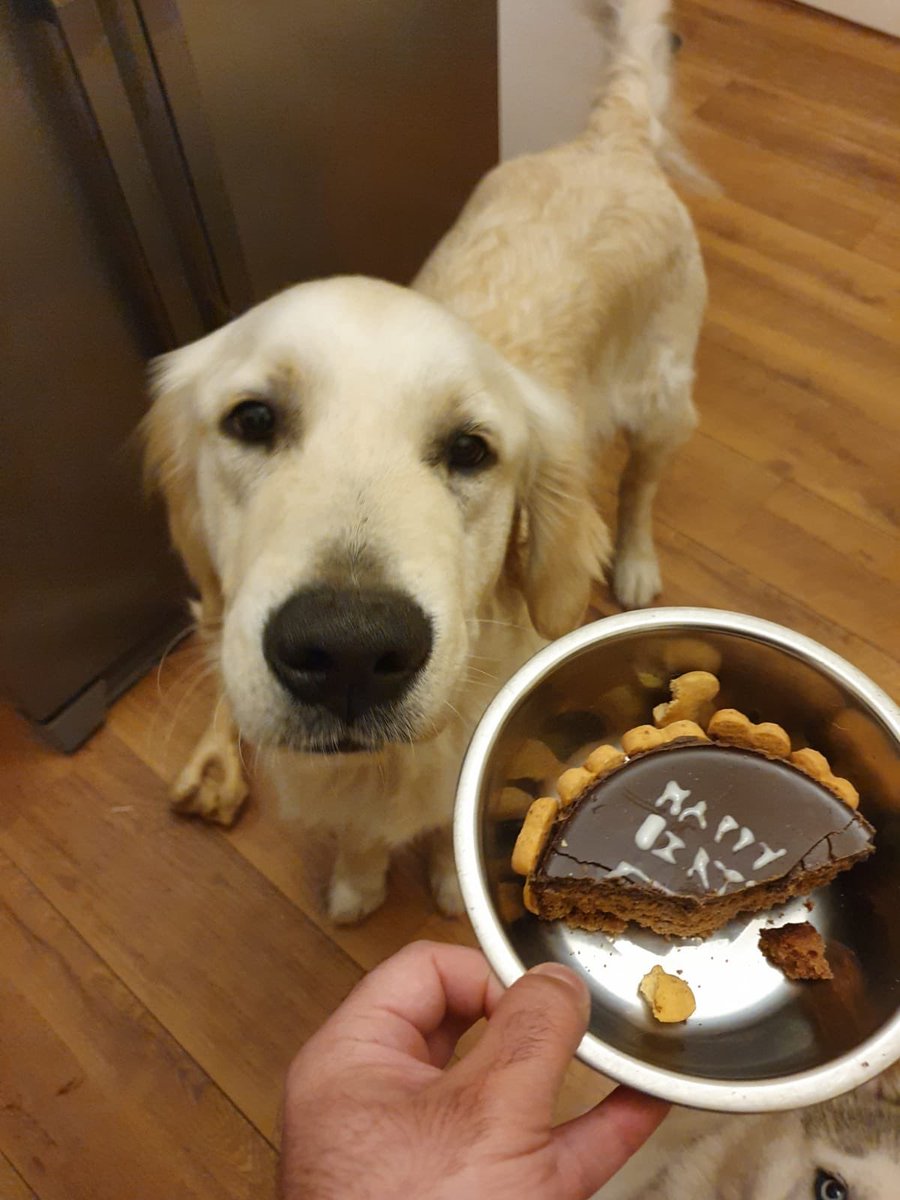 What a super week for newly appointed Sport &amp; Exercise Science lecturer John... not only did he have a lockdown party with his beautiful two pups turning one this week. But he’s just had his QTLS status awarded. A big congratulations John #lockdownlife #hurrah #sportscience