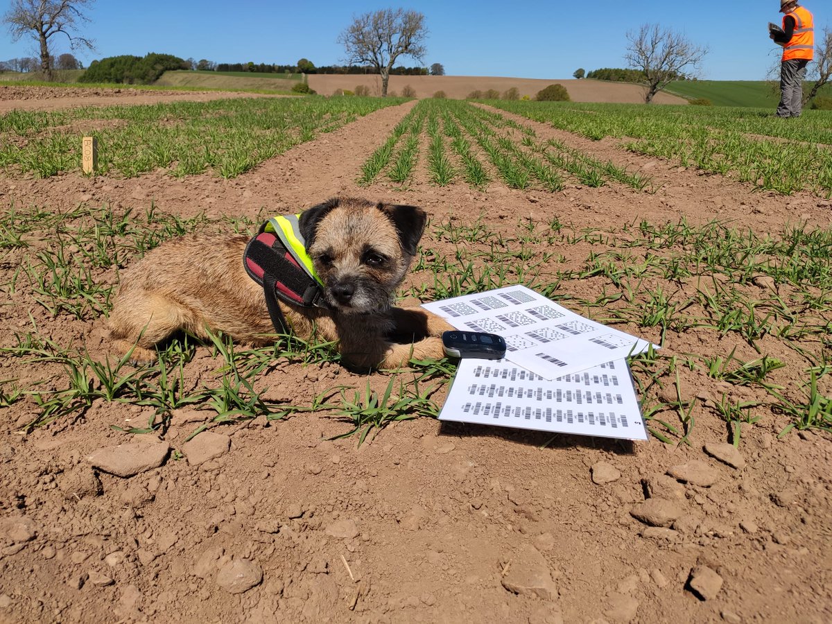 SchreiberMiri's tweet photo. A beautiful day to use #GerminateScan in our field trials from the BARN project. Even Kaylee is helping out... #betterbarley #breederterrier
@BazRaubach @hedley_pete @HuttonICS https://t.co/L7buxdZfaJ