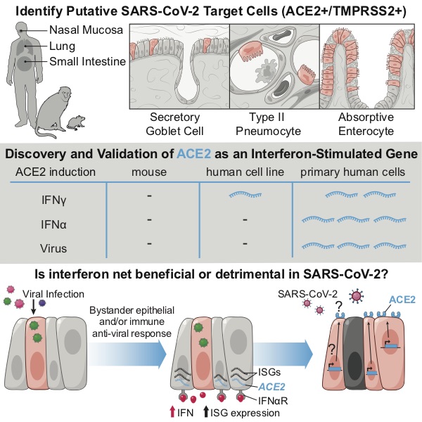 CellCellPress's tweet photo. #ACE2 expression is stimulated by interferon-α in human epithelial cells suggesting that #SARSCoV2 can exploit lung tissue protective mechanisms for cellular entry https://t.co/ACFVqbVzC3 Now @cellcellpress
@CellPressNews #coronavirus research, https://t.co/BCdU2ltXnp #COVID19 https://t.co/Ma8SfkPKRc