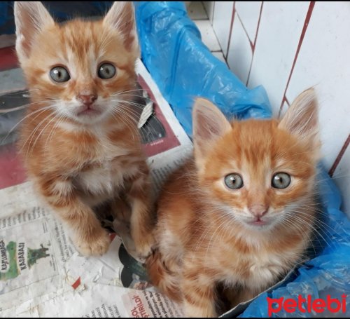 #İstanbul #Kedi Minik Prensler #YuvaArıyor. sosyal.petlebi.com/yuva-ariyor/22…