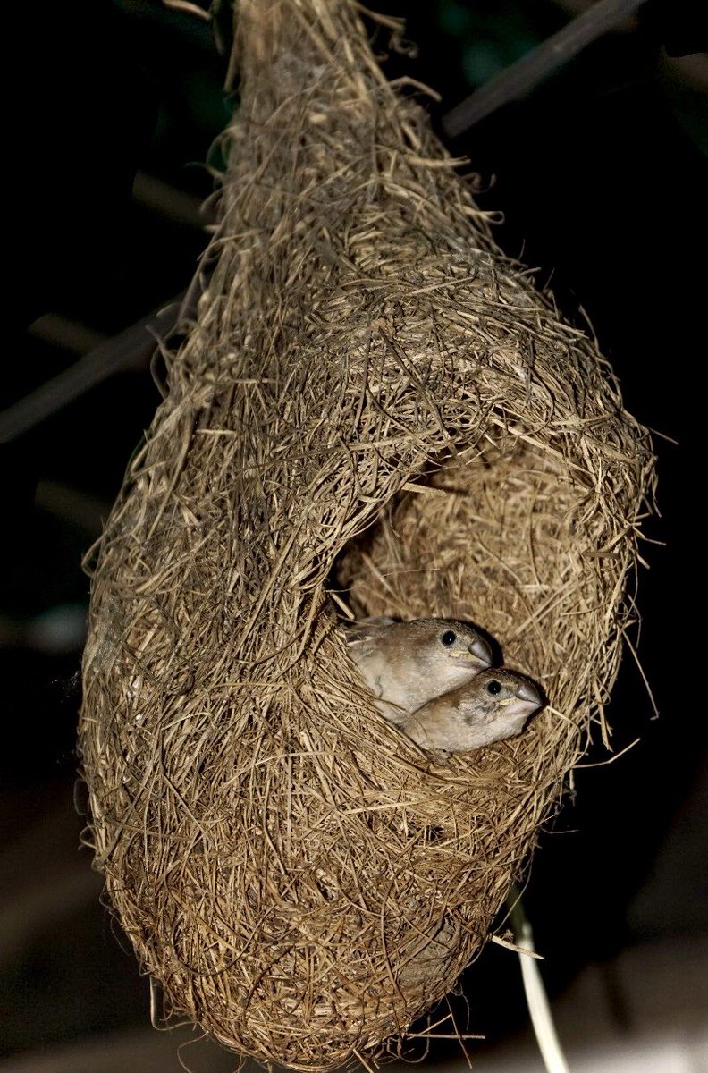 sharmavidhi18's tweet photo. #Wednesday #photooftheday #photography #photographylovers #photographyislife #photographyeveryday #WednesdayVibes #naturelovers #birdsphotoshoot #birdsnest #PhotographyIsArt #eveningphotography #QuarantineLife #QuarantineAndChill #utiliselockdownperiod #dslrclick 🐦🐦 https://t.co/w5mnSgvo2s