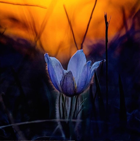 TourismWestman's tweet photo. Crocuses always find the light in us that we could not find. Thank you so much Justin Oertel for capturing this beautiful moment. Stay #healthy & Stay #positive
#westman #landscapes #tourismwestman #manitoba #stayhealthy #staypositive #mb #crocuses #manitobaspring #spring https://t.co/H8tP6Cd9Mm