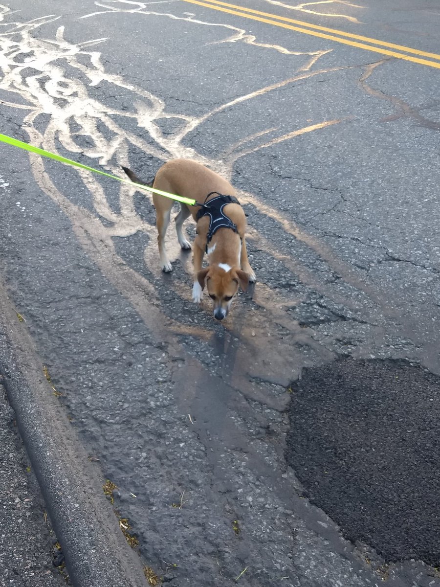 HennDFernandes's tweet photo. My walking buddy & scavenger hunt partner. She knows how to relax after her walk.ππΎπ #EPWellnessWednesday https://t.co/LKrkdmNcWz