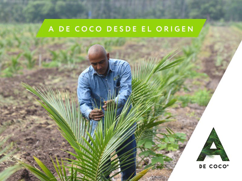 A de Coco tweet media