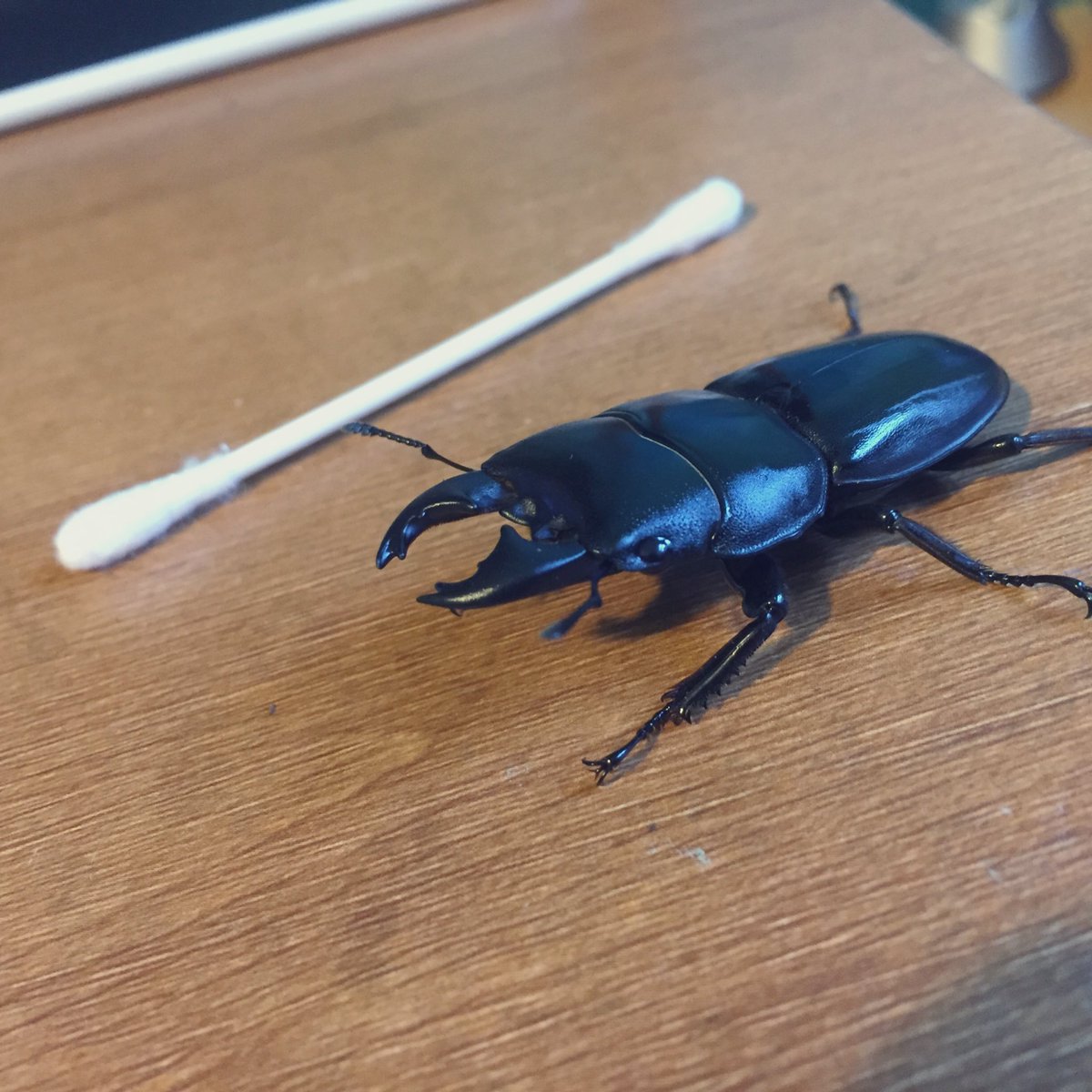 SpikeTheBeetle's tweet photo. let him clean your ears? y/n https://t.co/ZiyRDyz27N
