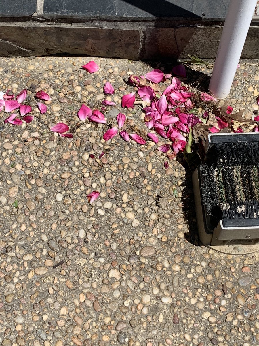 markbusic's tweet image. Looks like King Jaffe Joffer is playing golf today at Bent Brook