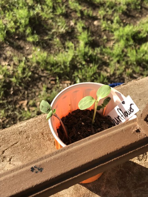 Then you're left in the dust Unless I stuck by ya You're a sunflower I think your love would be too much❤️<a href="/tag/sunflower"class="tags"><span>#sunflower</span></a><a href="/tag/postmalonevibe"class="tags"><span>#postmalonevibe</span></a>