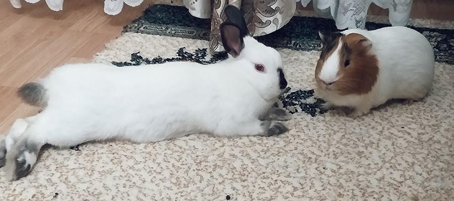 FriendsArthur's tweet photo. Venus is a very patient, tolerant and loving bunny. Why do I say that? Because guinea pig are very sociable. #bunny #bunnygirl #bunnylife #bunnyoftheday #guineapig #guineapigboy #guineapiglife #guineapiglover #guineapigmoments #guineapigoftheday #guineapi https://t.co/GR6jzSiEzD https://t.co/USHlTPZRYD