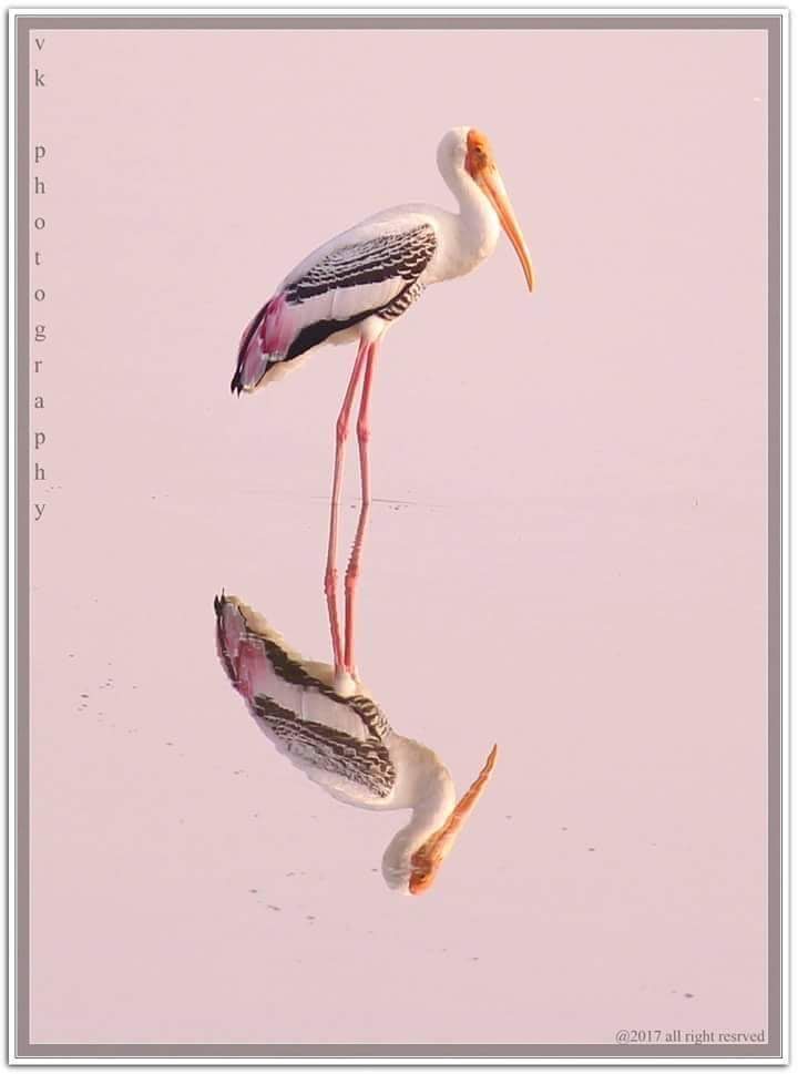 Nature_1993's tweet photo. "The Painted Stock" , Pulicat Bird Sanctuary, India
The midst evening light with The shallow Lake water made the bird Magical Appearance ❤️
#photography
#natgeo #Discovery #birdsofparadise #Canon https://t.co/gM63o9N66P