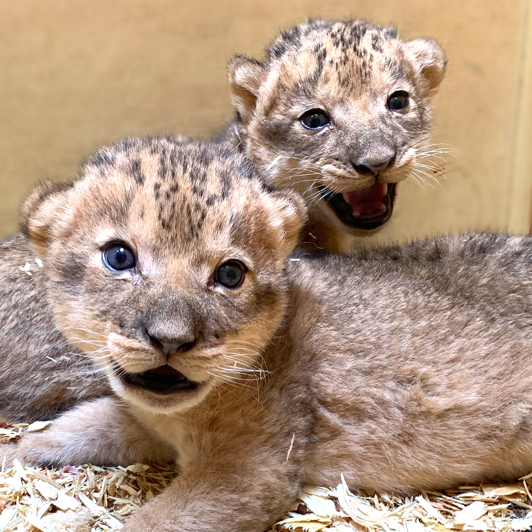 DenverZoo's tweet photo. It’s #TeacherAppreciationWeek, and teachers, this extra cute snap of our recent arrivals is just for you! Check out this resource our educators put together to help teachers remotely: https://t.co/SdRNUEaCoi
We'll be updating regularly, so check back often for our latest lessons! https://t.co/YzX9GAaghK