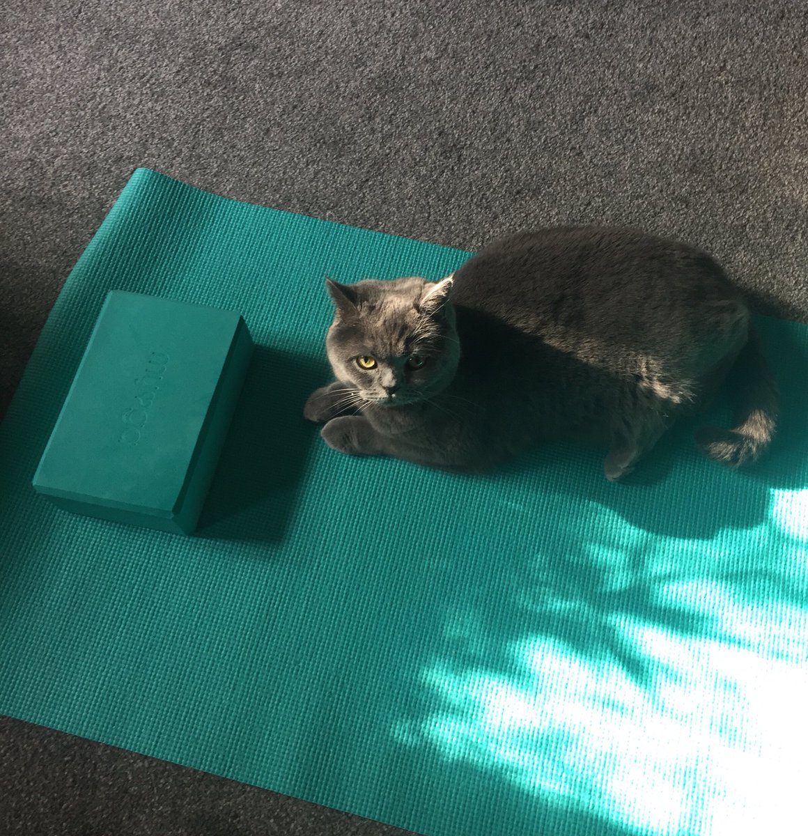 Yoga practice 😸
#WhiskersWednesday #catlife #CatsOfTwitter #WednesdayWorkout 🐾❤️🐾