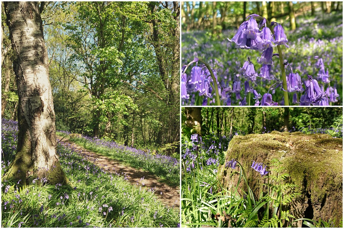 The bluebells seem to have been out with abundance the last few weeks! 😍

Without lockdown, I probably wouldn't have found this secluded woodland by my home! It is now my go-to place for moments of peace &amp; tranquility!💕🌿

#NotJustLakes #LakeDistrict #Cumbria #GetOutside