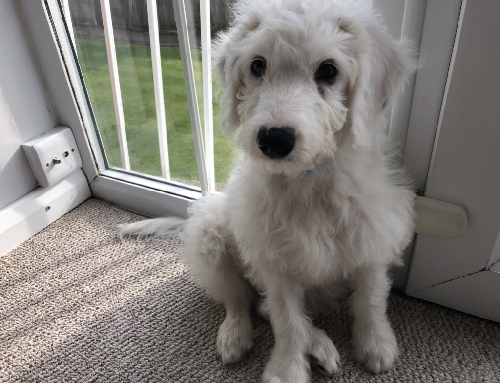 Property Week’s newest reporter, Jasper, has finished his first press cycle. He spent most of it chasing his tail rather than stories and also did a wee on the news editor’s foot but all in all he’s off to a solid start.