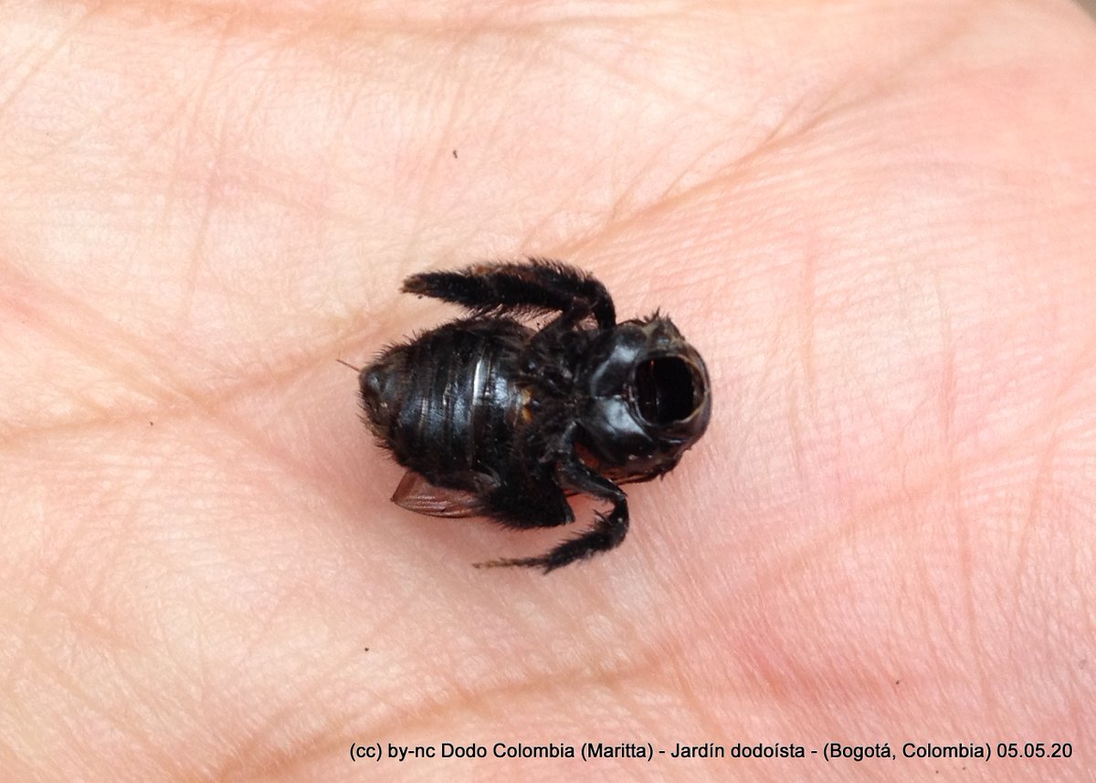 Una (Thygater aethiops) muerta en nuestro jardín. Desconocemos la causa pero no tenía cabeza ¿pudo ser un ataque de avispa o de otra abeja?
#AbejasNativas #CienciaCiudadana #BiodiversidadUrbana #BosqueUrbano #MeQuedoEnCasa #JardínDodoísta