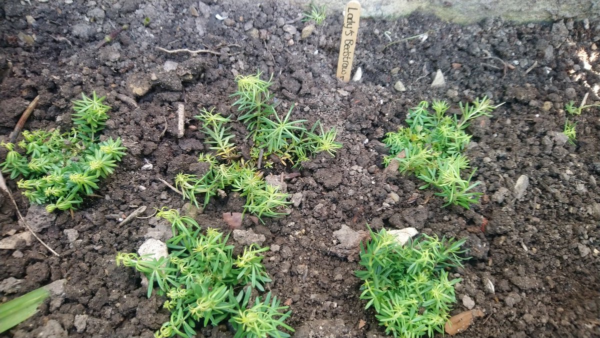 deLeeuw1990's tweet photo. Thank you @WildflowerNurs!! Today I planted some Sorrel, Lady's Bedstraw, Bird's-foot-trefoil and Wild Strawberries. Some proper #WildlifeGardening with Swifts soaring in the air. They must be nesting close by as I see around 20 of them daily. #WilderFuture #BackyardNature https://t.co/2or9j7rtok
