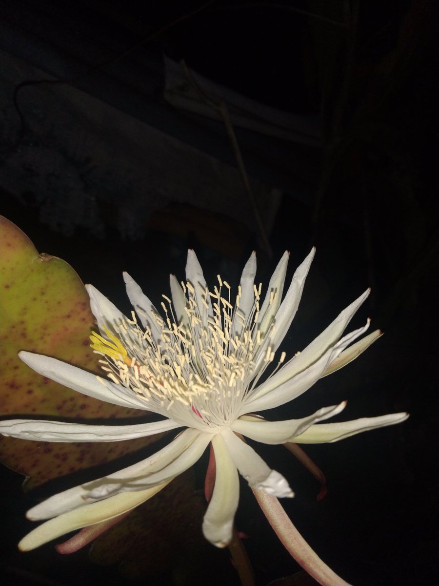 Bakawali Hashtag On Twitter