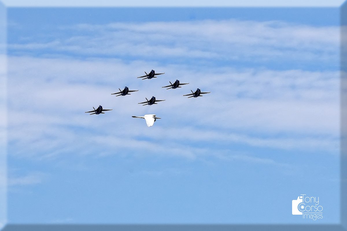 TonyCorsoImages's tweet photo. You think this egret will have a story to tell later tonight at his local watering hole? #BlueAngelsFlyover #BlueAngelsDallas @wfaa https://t.co/f4CRzBJXCn