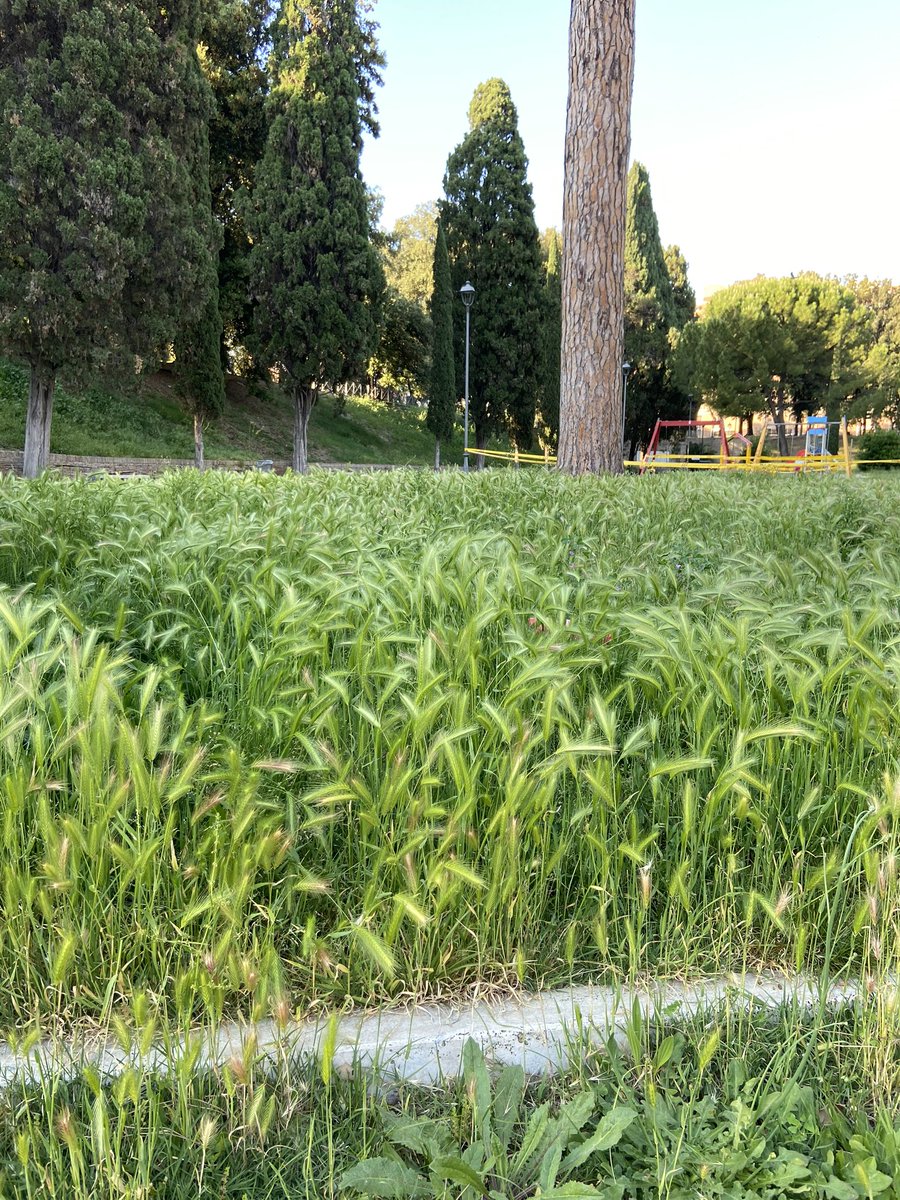 lucianonobili's tweet photo. Cara #Raggi i romani i parchi non se li meritano, sono un loro diritto.
Si meriterebbero un sindaco in grado in due mesi almeno di tagliare l’erba.
E invece i nostri figli passano la loro ora d’aria in questo schifo.
Sei senza vergogna.
E tra un anno sarai solo un brutto ricordo. https://t.co/sFCOg9VVkt