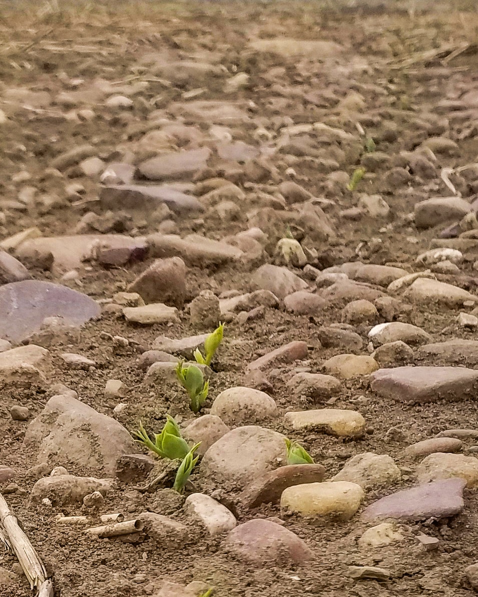 406 Agronomy tweet media