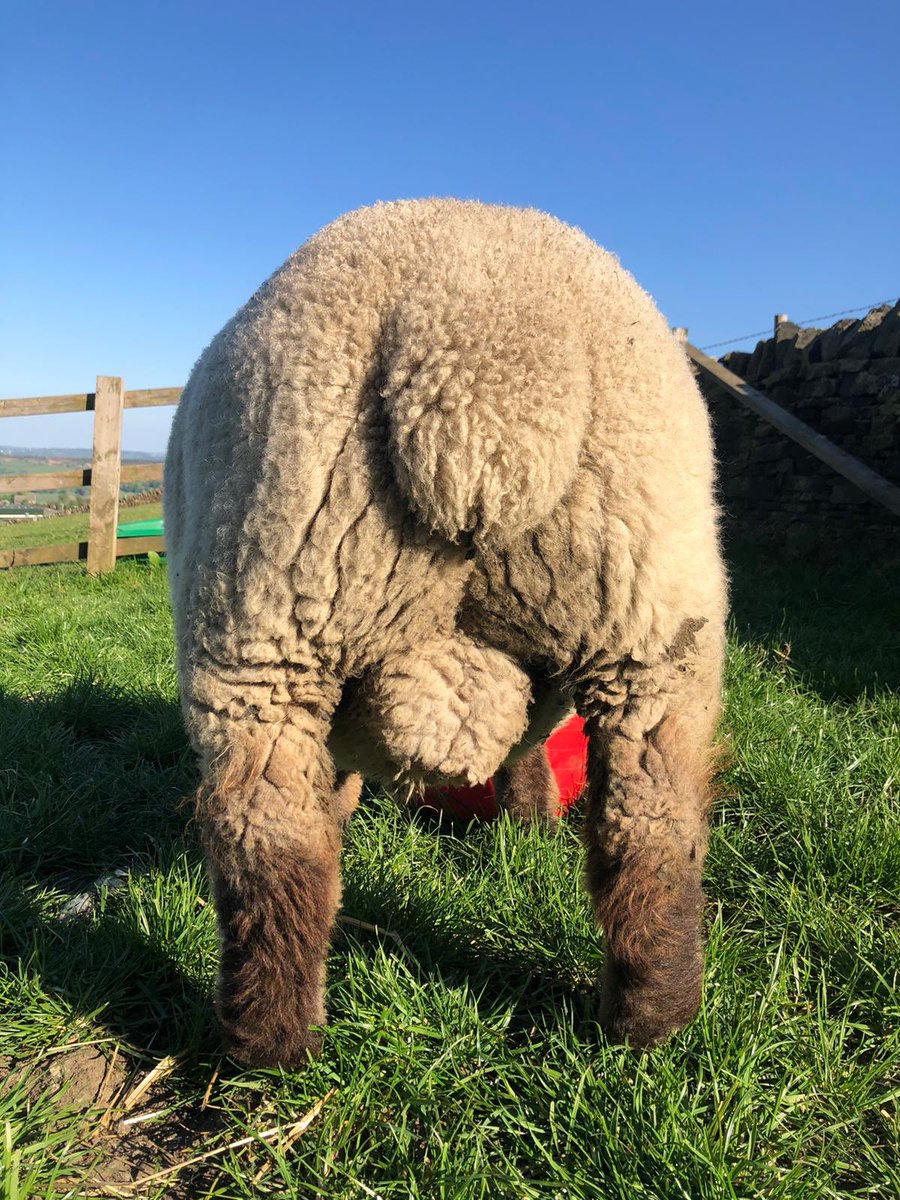 HarrietHeap's tweet photo. Pleased with this December born tup lamb! Sired by Graylen Laird @graylengirl He’s looking for a new home, Birth notified, MV Acc, heptavac’d please RT - he has a very nice bottom! 🐑 @thelumbflock @dririshscience @HampsSheep https://t.co/rQCEjqGsc4