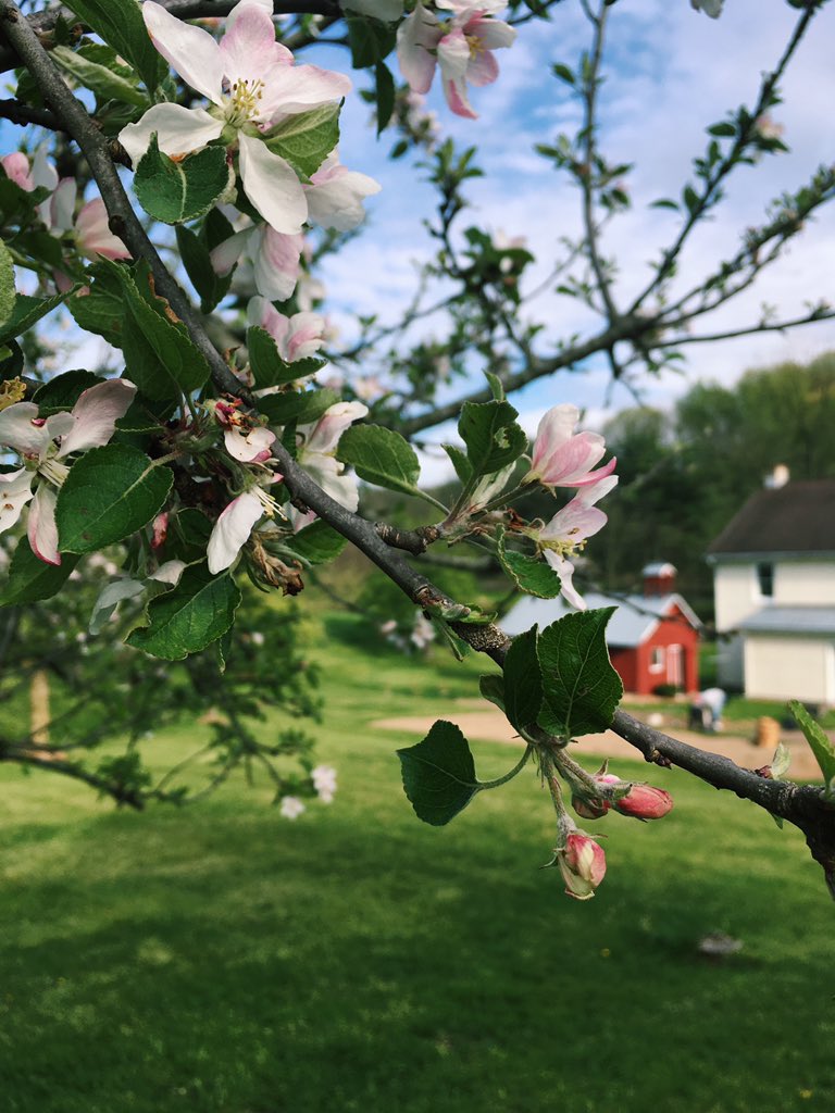 CheriStutzman's tweet photo. spring, thank you for reminding me that beauty and growth come after long winter storms. https://t.co/BB3pVpa1FF