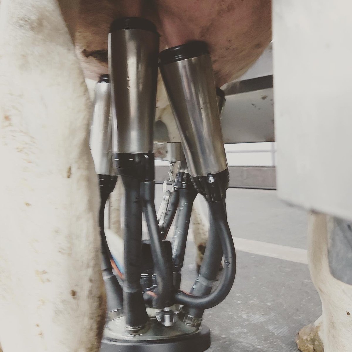 NorwellDairy's tweet photo. Another farm set up with the Turn&amp;Milk technology of DeLaval’s Evanza Cluster and we are installing more all the time!  #dairydonewell #dairyfarming #dairyfarm #dairycows #farmtwitter #agtwitter https://t.co/8X0DY2YzuY