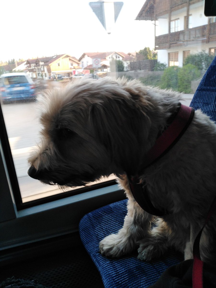 Snowwithe20's tweet image. With little on tour ❤️❤️