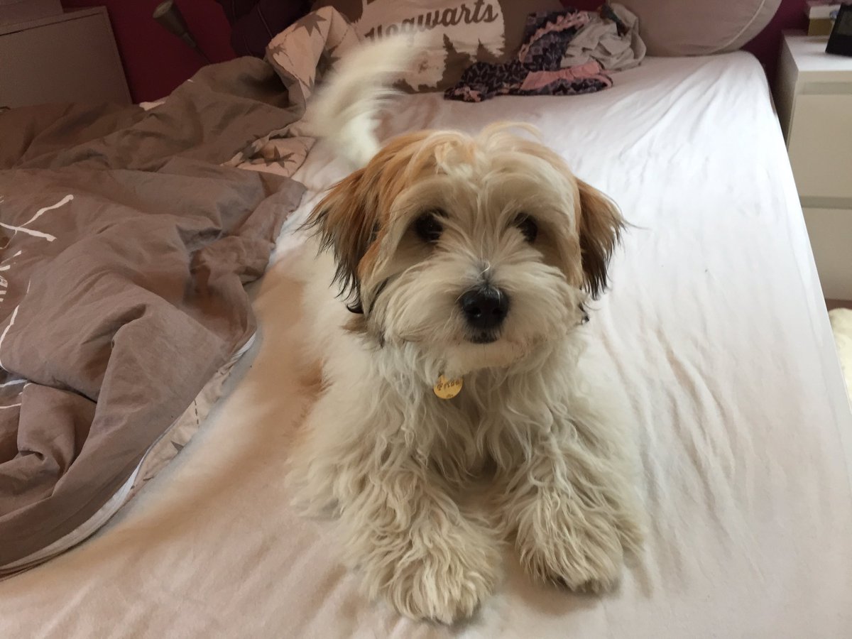 catdog01's tweet photo. Wanna play with me?⚽️🐶🤪#dogsoftwitter #cute💕😍 https://t.co/QtdHZIjS2z