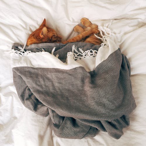petmedella's tweet photo. Cats have it all: admiration, an endless sleep and company only when they want it. -Ron McKuen

#organicpets #cats #petmedella #catquotes #sleepycat #catattitude #meow #naptime #naptimehustle https://t.co/ZdjmeyK0n2