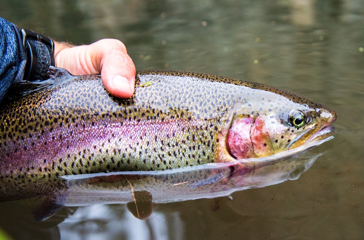 smod4real's tweet photo. Give a man a fish, and he eats for a day.

Teach a man to fish, and you will be arrested for operating a fishing guide business without a license. https://t.co/wqV2oU7eKM