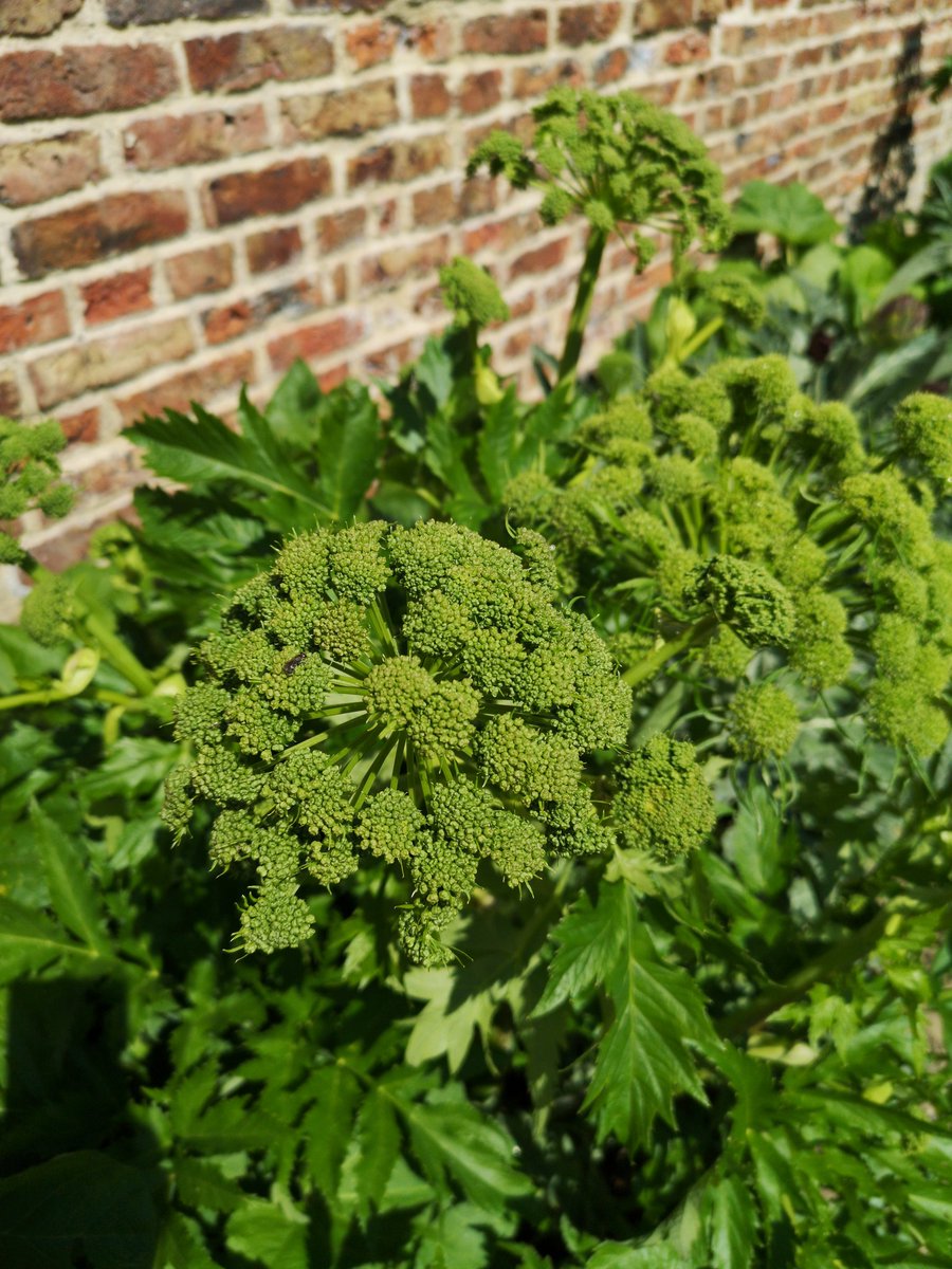 Loumurphygarden's tweet photo. Magnificent border in The Walled Garden. Artichoke, Cardoon and Angelica. Statuesque, dramatic plants. My absolute favourites 💚
#walledgarden #aucklandproject #artichoke #cardoon #angelica #statementplants #gardener https://t.co/qsusD2yXds
