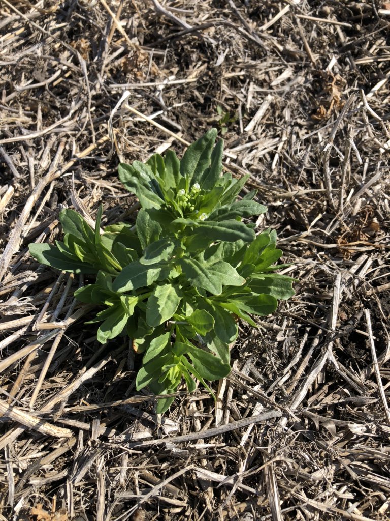 Some stinkeeed getting an early jump on crop #WestCdnAg