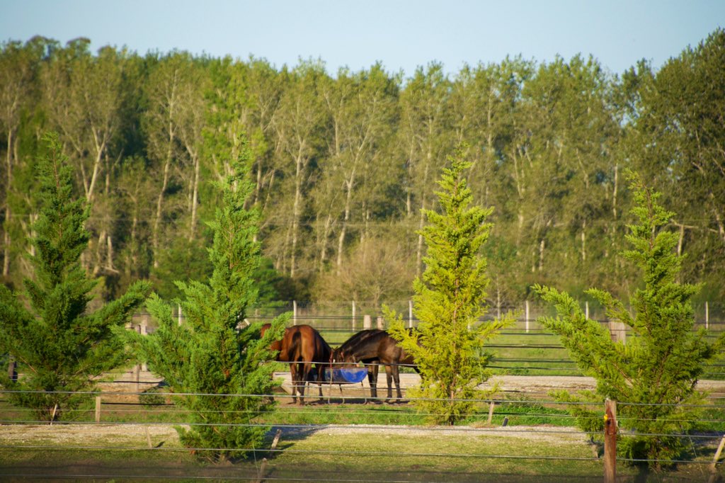 SPCLaGeneracion's tweet photo. Son Los Alpes ?!😳🧐🤔 Noooo, es Nuestro Hermoso Haras @SPCLaGeneracion con los Productos 2018 de fondo!! Nos Apasiona lo que hacemos, Vamos Por Mas!! #quedatencasa #turf #elturf https://t.co/shr9NXTI27