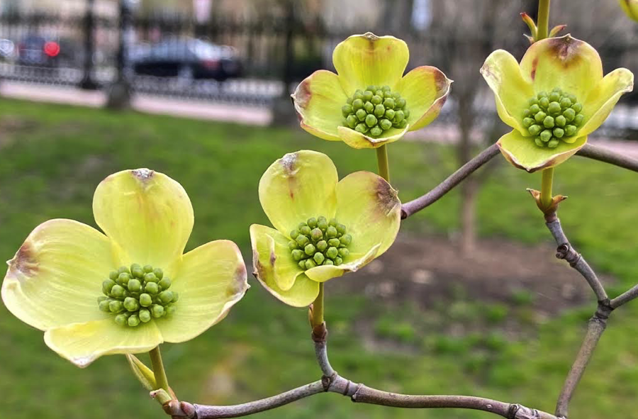 FOPG's tweet photo. A flowering dogwood along the Arlington St side of the #PublicGarden
#SharingSpring #peakbloom #Boston https://t.co/CJI51xFyd7
