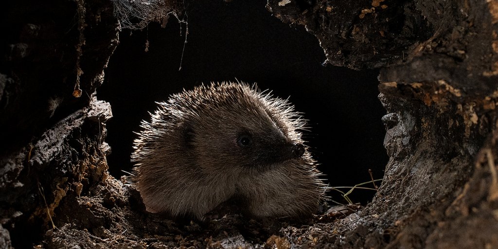 Mammal_Society's tweet photo. Well with it being #hedgehogweek we couldn't really do any other #midweekmammal today! Cate Barrow's Hedgehog Exploring a Log was highly commended at this year's Mammal Photographer of the Year competition #MPOY2020
@hedgehogsociety @PTES @HogFriendly #hedgehogs ๐ฆ https://t.co/88K6CjxeI2