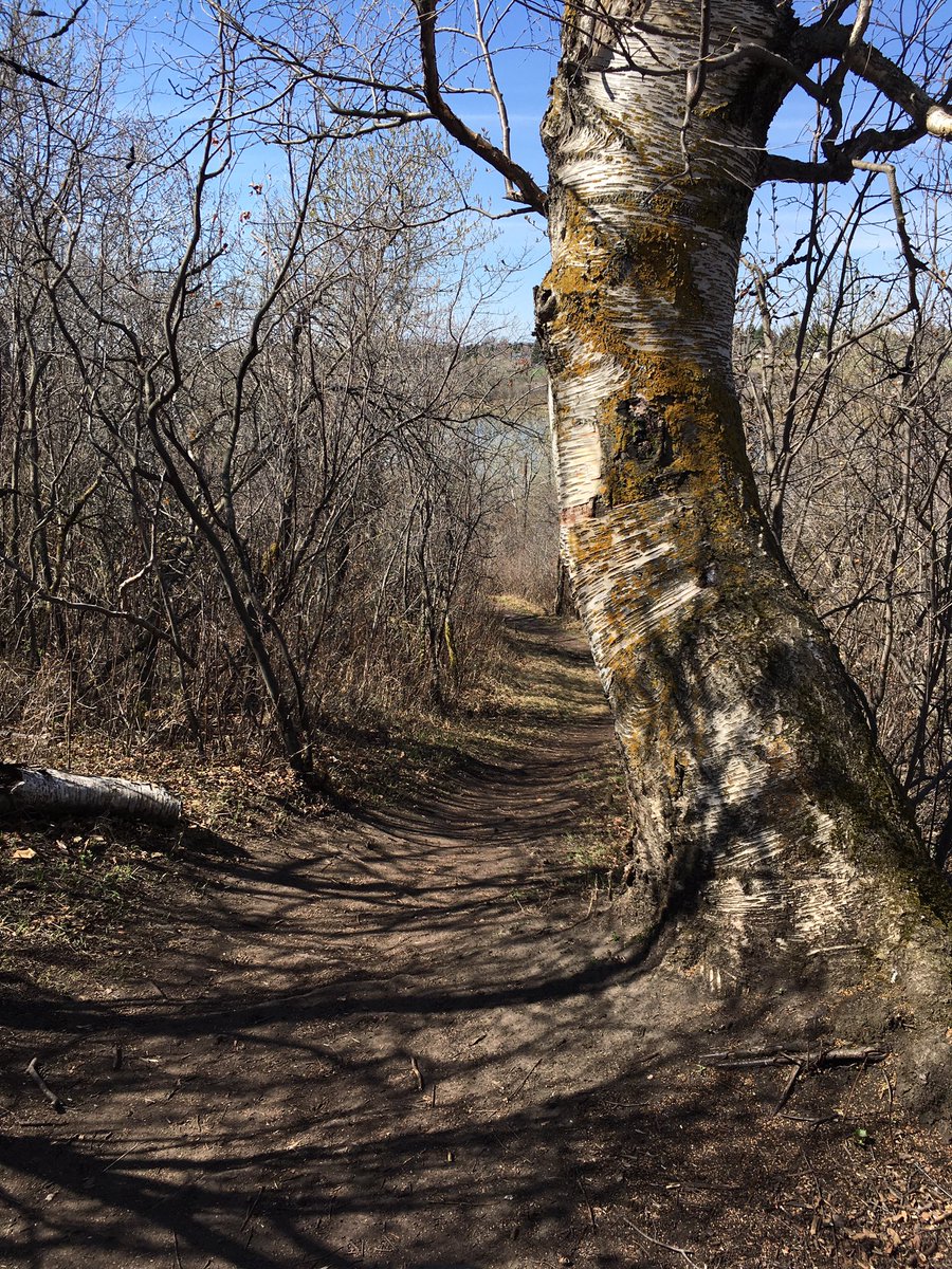 DrewDrewpreston's tweet photo. Morning rip thru the local trails. Beautiful Morning #Saskatoon Me and #Fluid3FS went shredding #RiverBendExpress #PoopChuteRoute #ChiefMits #CorkScrew #BreakingBad #Ravine #Stove #HighRoller #RockGarden #ShuckNJive #DogLeg 🤘😎🚲🇨🇦☀️😎 #yxe #byxe #mtb #MountainBiking https://t.co/BF8zKFwDAB
