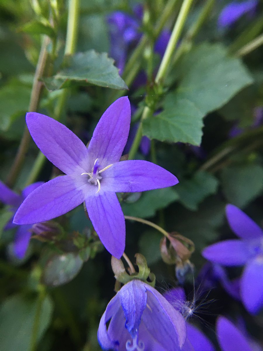 Kruipklokje #stoepplantjes #botanicalchalking