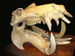 Skull of Daeodon shoshonensis, a giant omnivores relative of whales and  hippo from the Miocene of North America. : r/interestingasfuck