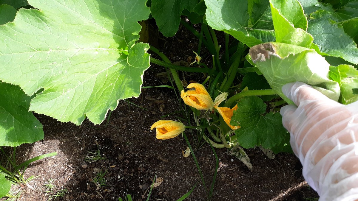 McGowenSci's tweet photo. The Evironmental Club's garden grew! I just wish the students were able to see how all their hard work turned out. The wildlife ate most of the squash. #environmentalclub #garden #mrjhmavs #mrjhscience https://t.co/Mri9o4gaQc