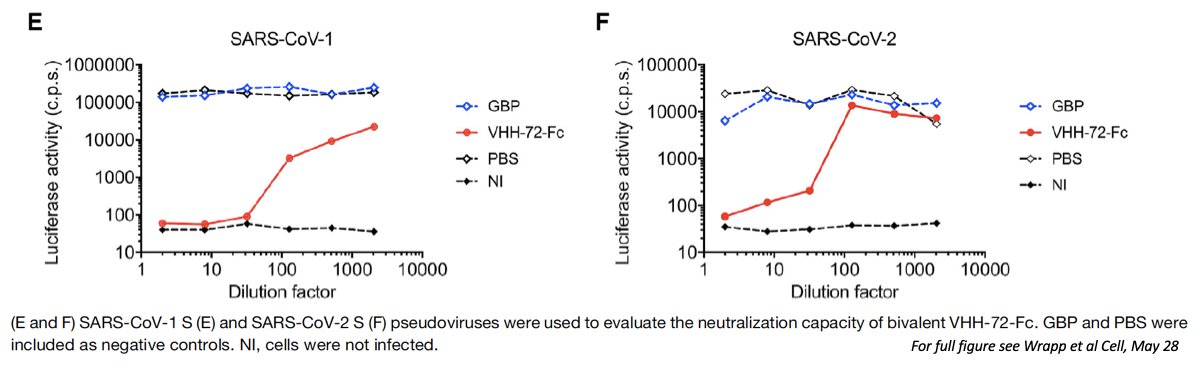 Importantly, the nanobody against SARS-CoV-1 spike could cross-react with  #SARSCoV2 spike. A bivalent Fc-fusion version of this nanobody (VHH-72-Fc) could neutralise  #SARSCoV2 S pseudotyped viruses. This fusion protein was amenable to large-scale production. 5/6