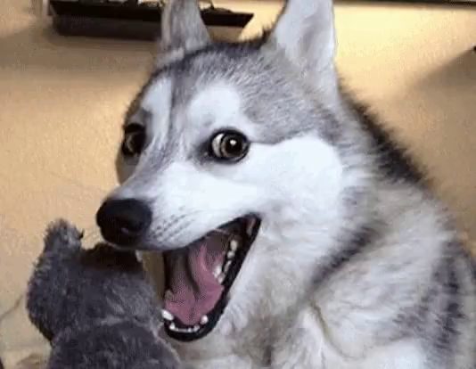 Dog Humor on Twitter: &quot;Smiling Dog Meme Husky #FunnyDog  https://t.co/DOejK4OADu https://t.co/cIR18BEiTJ&quot; / Twitter