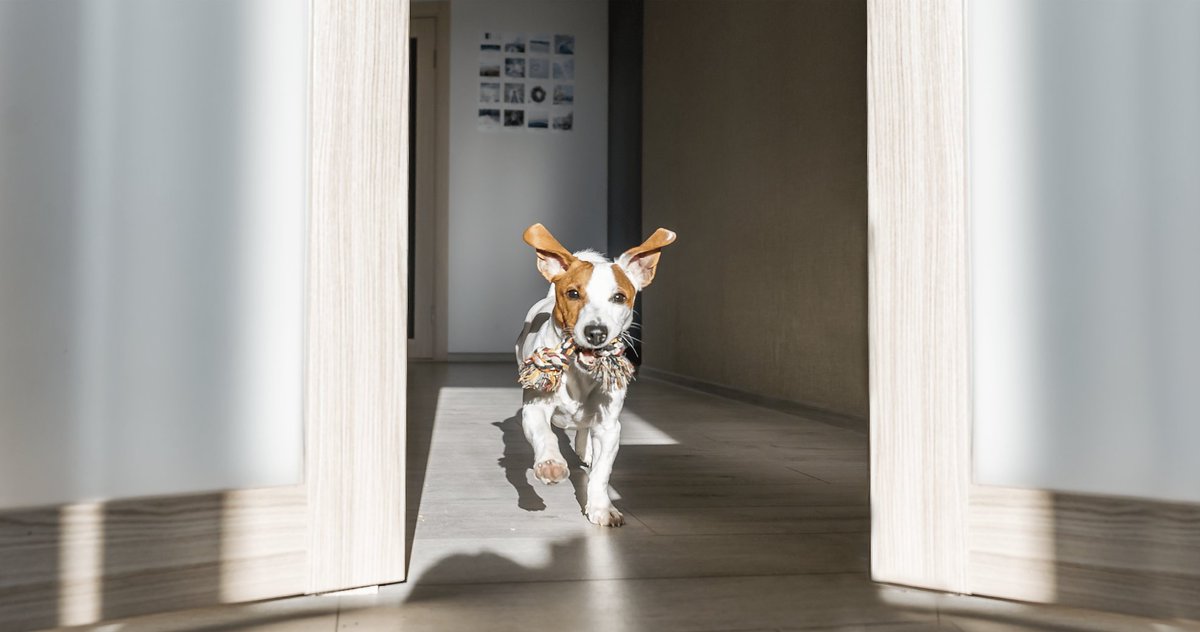 SarcasmPrncess's tweet photo. Does your puppy pee with excitement? Here are top reasons why they do this and how to train them: https://t.co/jB28rf1F4p #BanfieldPetHospital https://t.co/y6HxtogBQZ